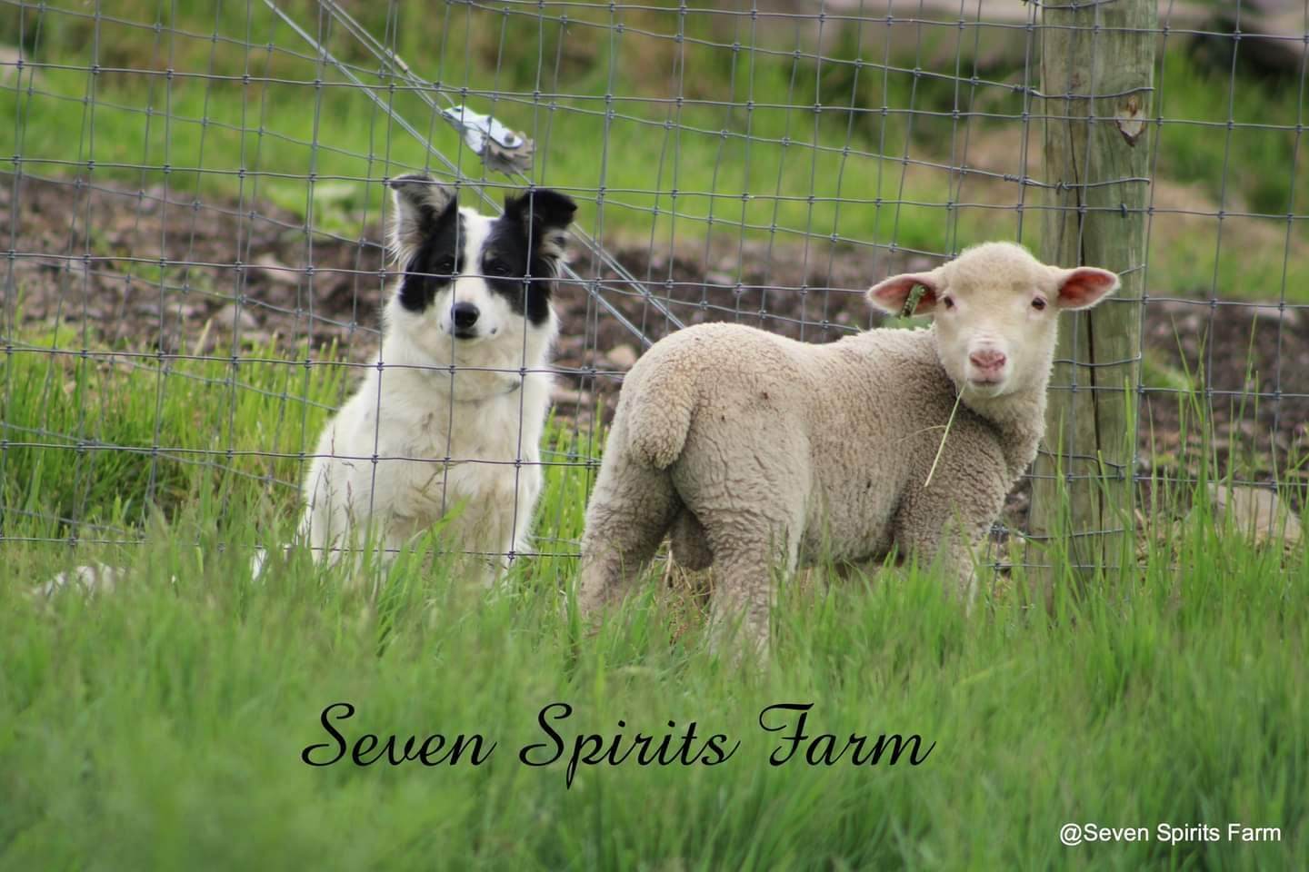 Seven Spirits Farm