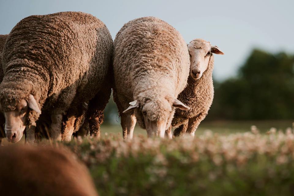 Dodd Sheep Farm